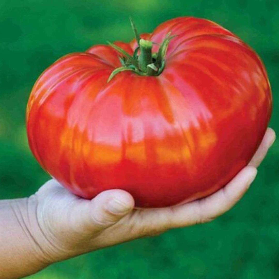 Tomato Plus-rosii mari si gustoase