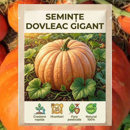 Pumpking Royal-Seminte dovleac Gigant