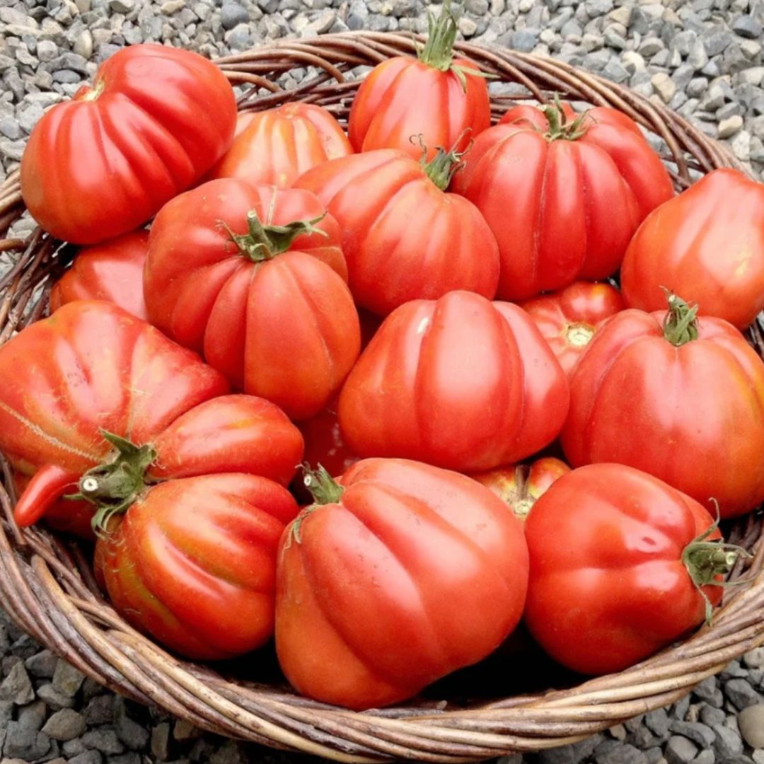 TOMATO GROW-Fertilizant natural pentru roșii-250ml
