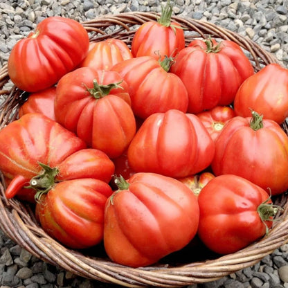 TOMATO GROW-Fertilizant natural pentru roșii-250ml