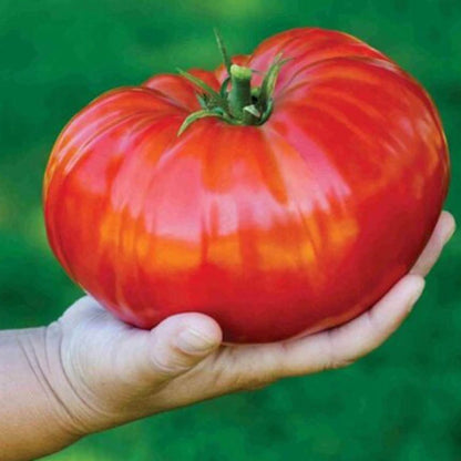 Tomato Plus-rosii mari si gustoase