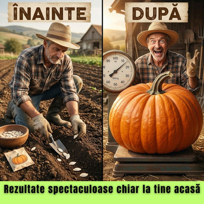Pumpking Royal-Seminte dovleac Gigant